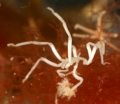 Chelicerata (sea spiders & mites)