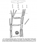 Mycale richardsoni Bakus, 1966