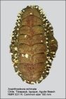 Acanthopleura echinata