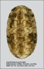 Acanthopleura granulata