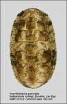 Chitonidae
