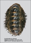 Acanthopleura spinosa