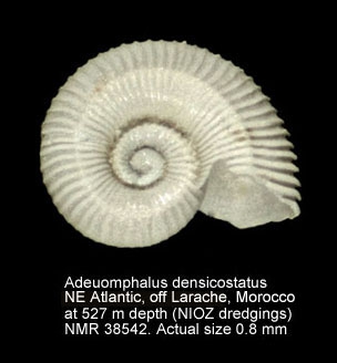 Adeuomphalus densicostatus