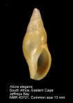 Alcira elegans