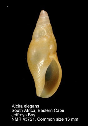 Alcira elegans