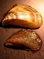 Mollusca (molluscs)