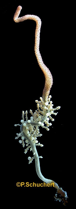 Candelabrum cocksii Candelabrum cocksii