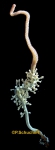 Hydrozoa (hydroids)