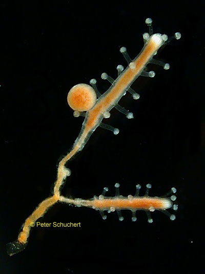 Coryne pusilla Coryne pusilla