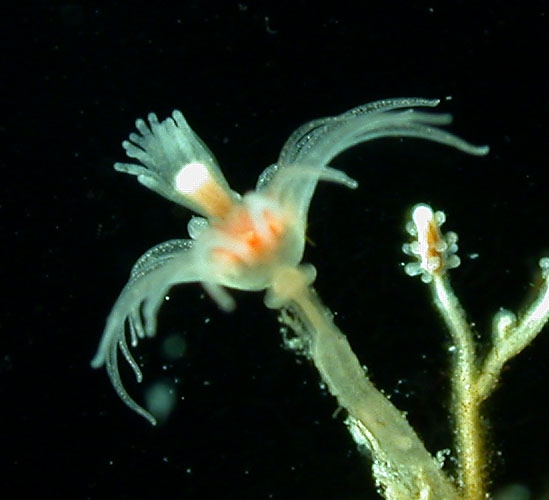Ectopleura larynx Ectopleura larynx