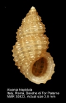 Alvania hispidula
