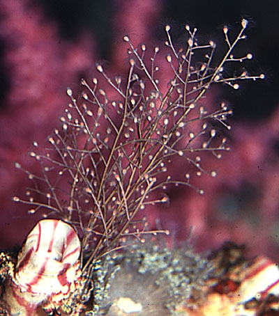 Eudendrium racemosum Eudendrium racemosum