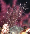 Hydrozoa (hydroids)