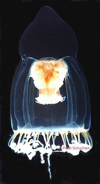 Neoturris pileata Neoturris pileata