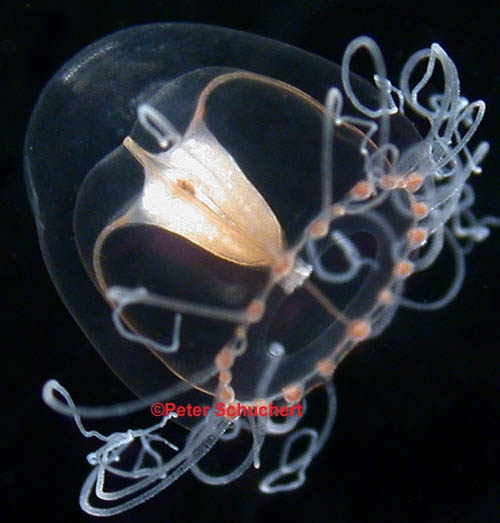 Podocoryna borealis Podocoryna borealis