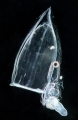 Hydrozoa (hydroids)