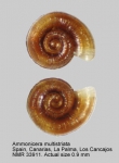 Omalogyridae