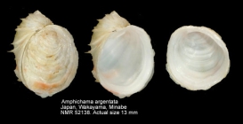 Amphichama argentata