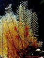 Hydrozoa (hydroids)