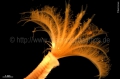 Polychaeta (bristle worms)