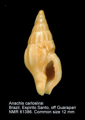 Anachis carloslirae