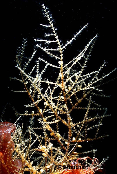 Dynamena pumila: Leptothecae, Sertulariidae Dynamena pumila: Leptothecae, Sertulariidae