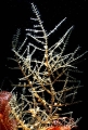 Hydrozoa (hydroids)