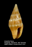 Anachis fulva