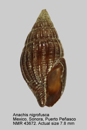 Anachis nigrofusca
