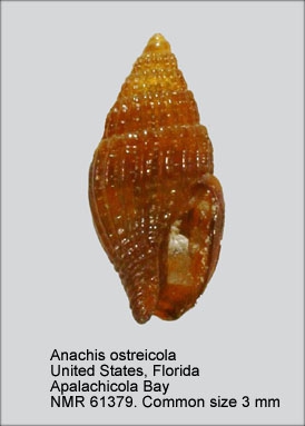 Anachis ostreicola