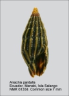 Anachis pardalis