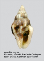 Anachis rugosa