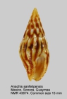 Anachis sanfelipensis