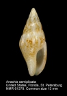 Anachis semiplicata