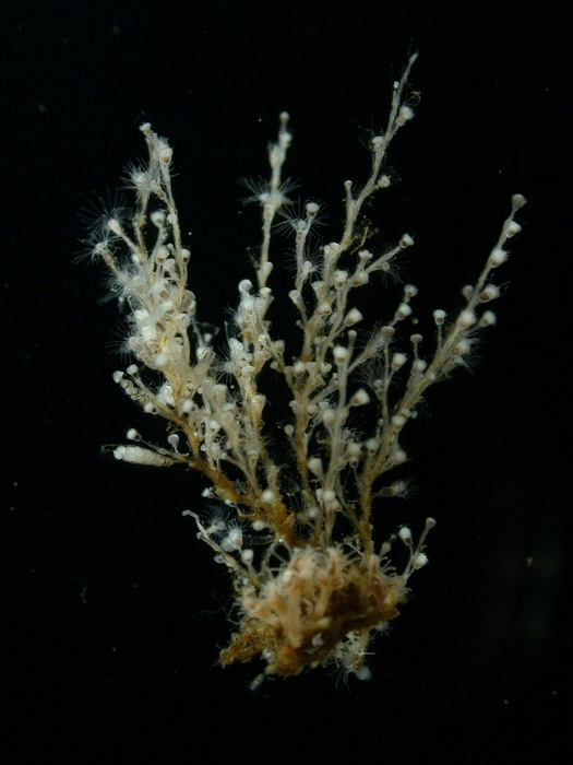 Laomedea flexuosa Laomedea flexuosa