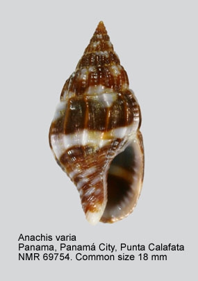 Anachis varia