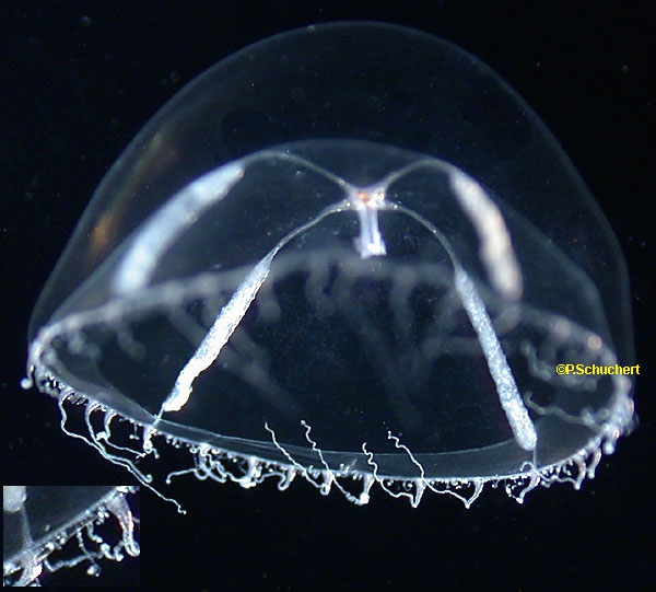 Mitrocomella polydiademata, Scotland, subadult Mitrocomella polydiademata, Scotland, subadult