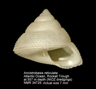 Ancistrobasis reticulata