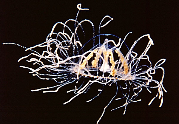 Gonionemus vertens Gonionemus vertens