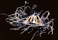 Hydrozoa (hydroids)