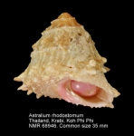 Astralium rhodostomum