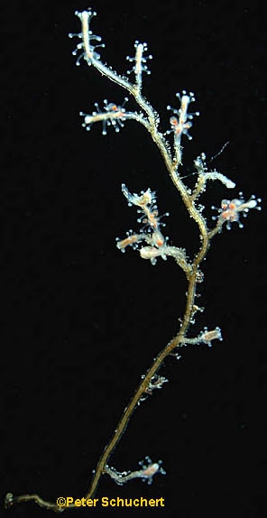 Coryne eximia Coryne eximia
