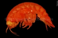 Crustacea (crustaceans)