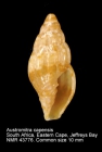 Austromitra capensis