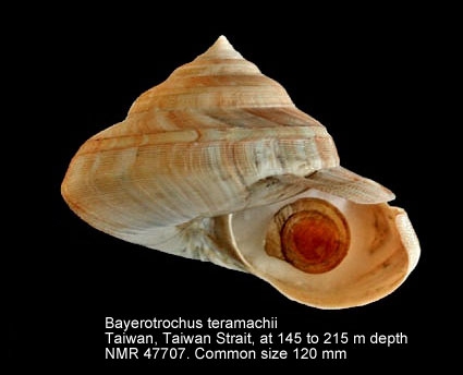 Bayerotrochus teramachii