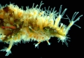 Hydrozoa (hydroids)