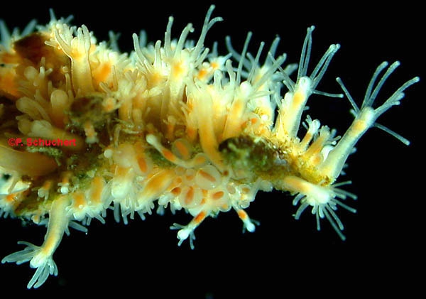 Stylactis fucicola Stylactis fucicola