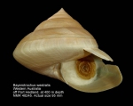 Pleurotomariidae