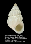 Benthonellania acuticostata