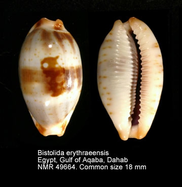 Bistolida erythraeensis